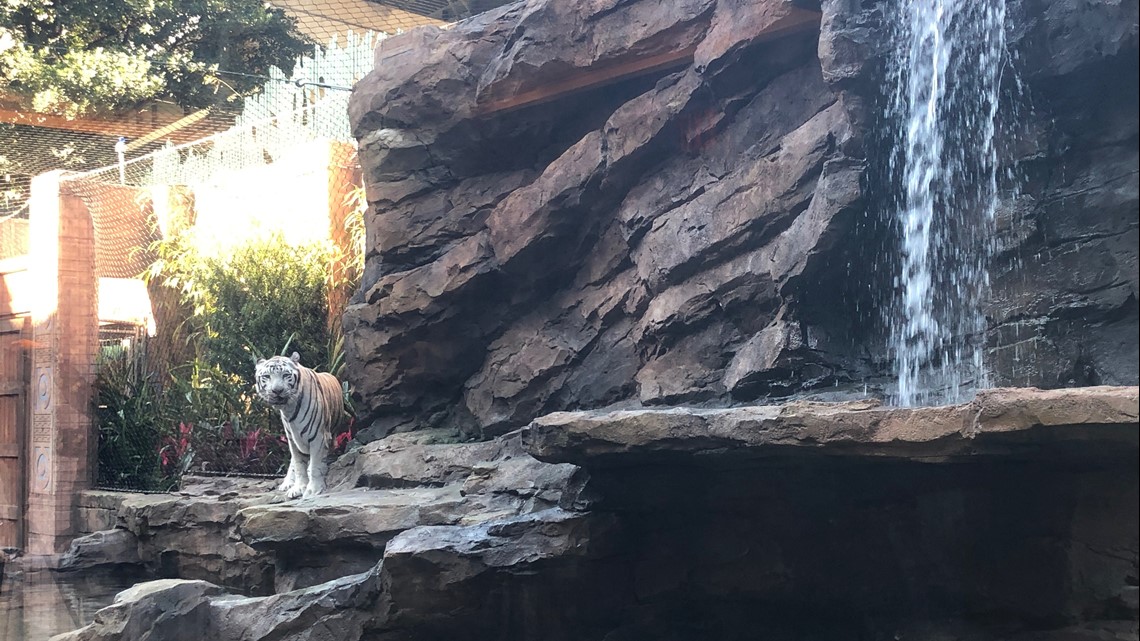 Tigers at Houston's Downtown Aquarium get new outdoor habitat