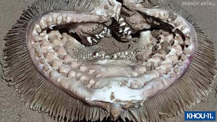 Mysterious 'sea creature' found on Bolivar beach, near Galveston, identified by TPWD