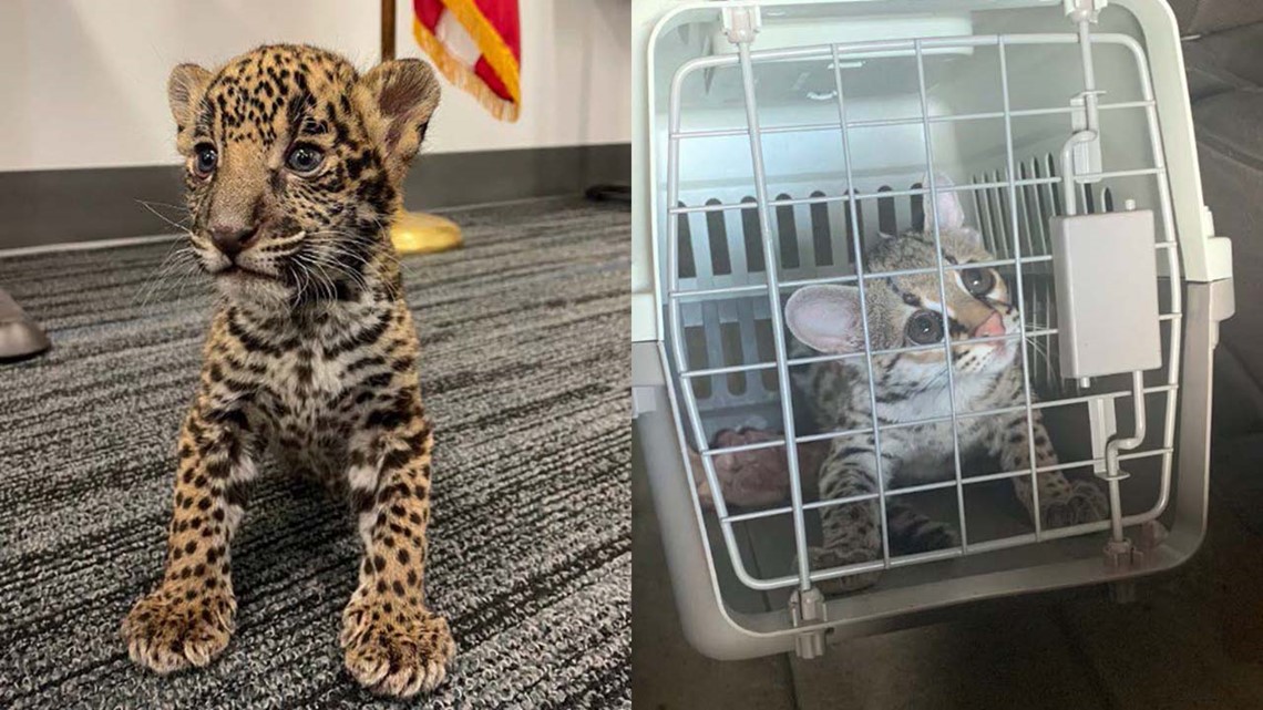 Couple arrested while trying to sell jaguar cub out of Academy parking lot, officials say