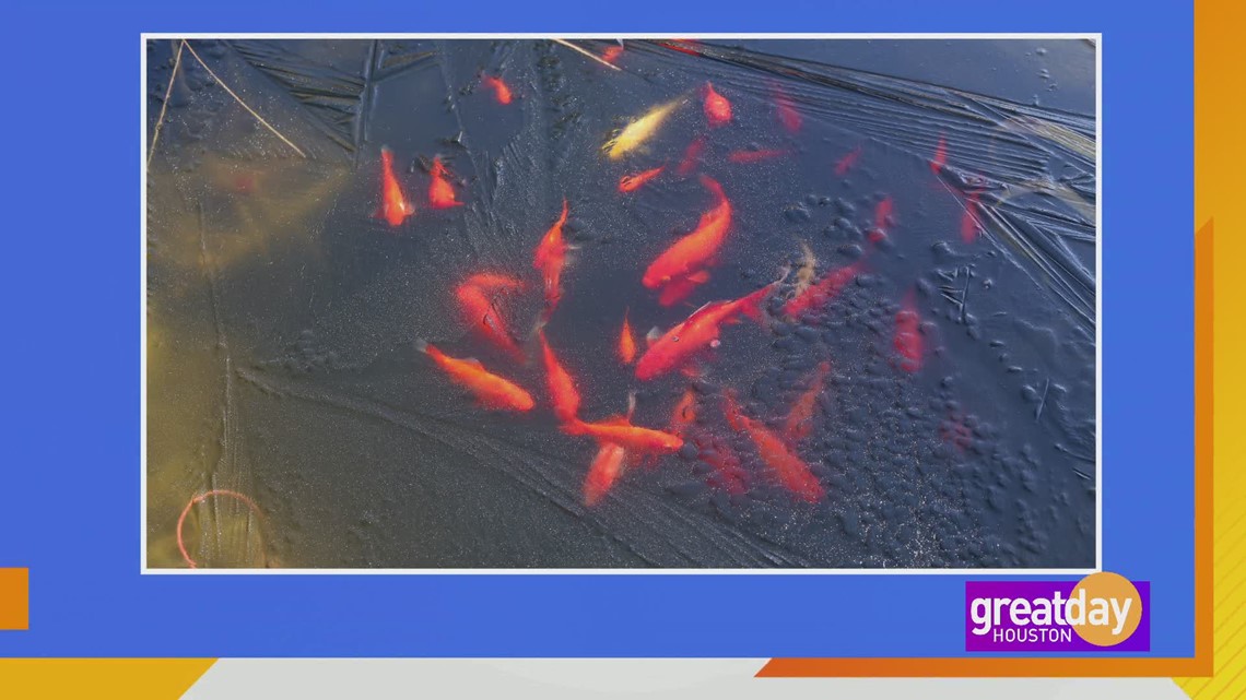 How to take care of your ponds and fountains after a winter freeze