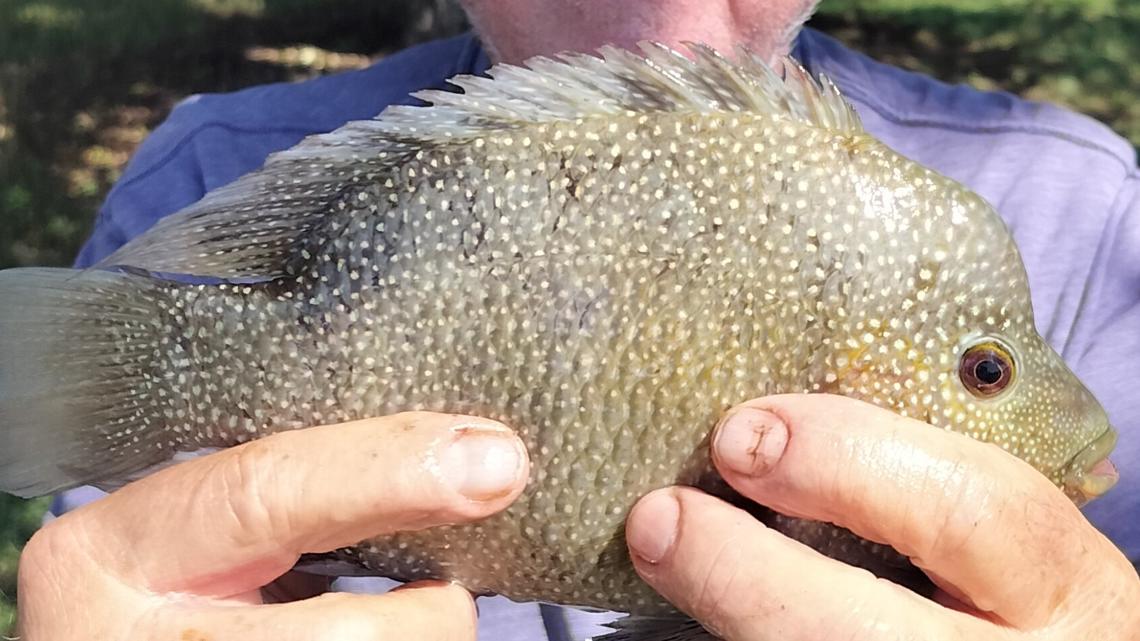 Texas fishermen make a splash with record