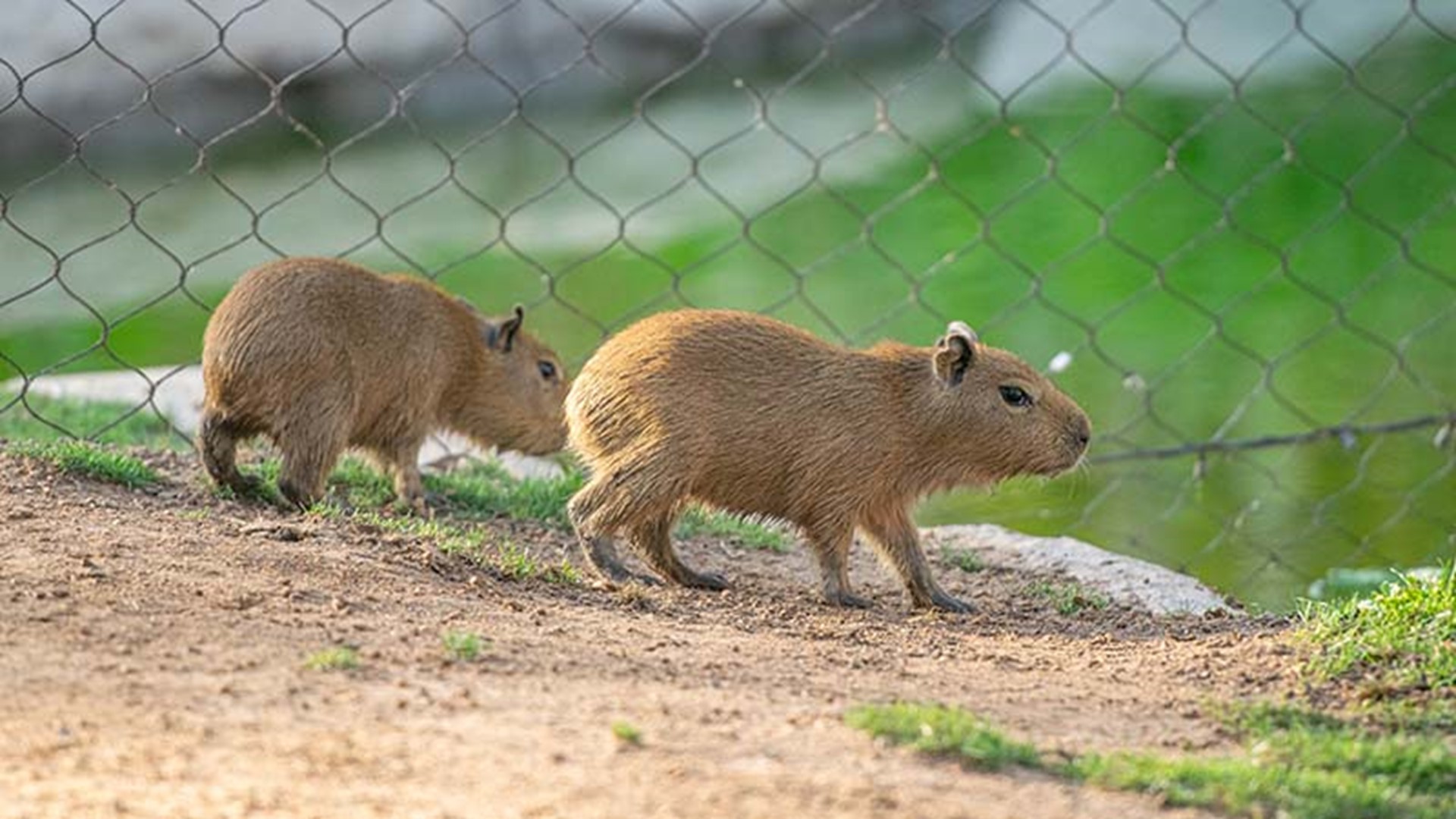 Houston Zoo welcomes baby capybaras, world's largest rodent | khou.com