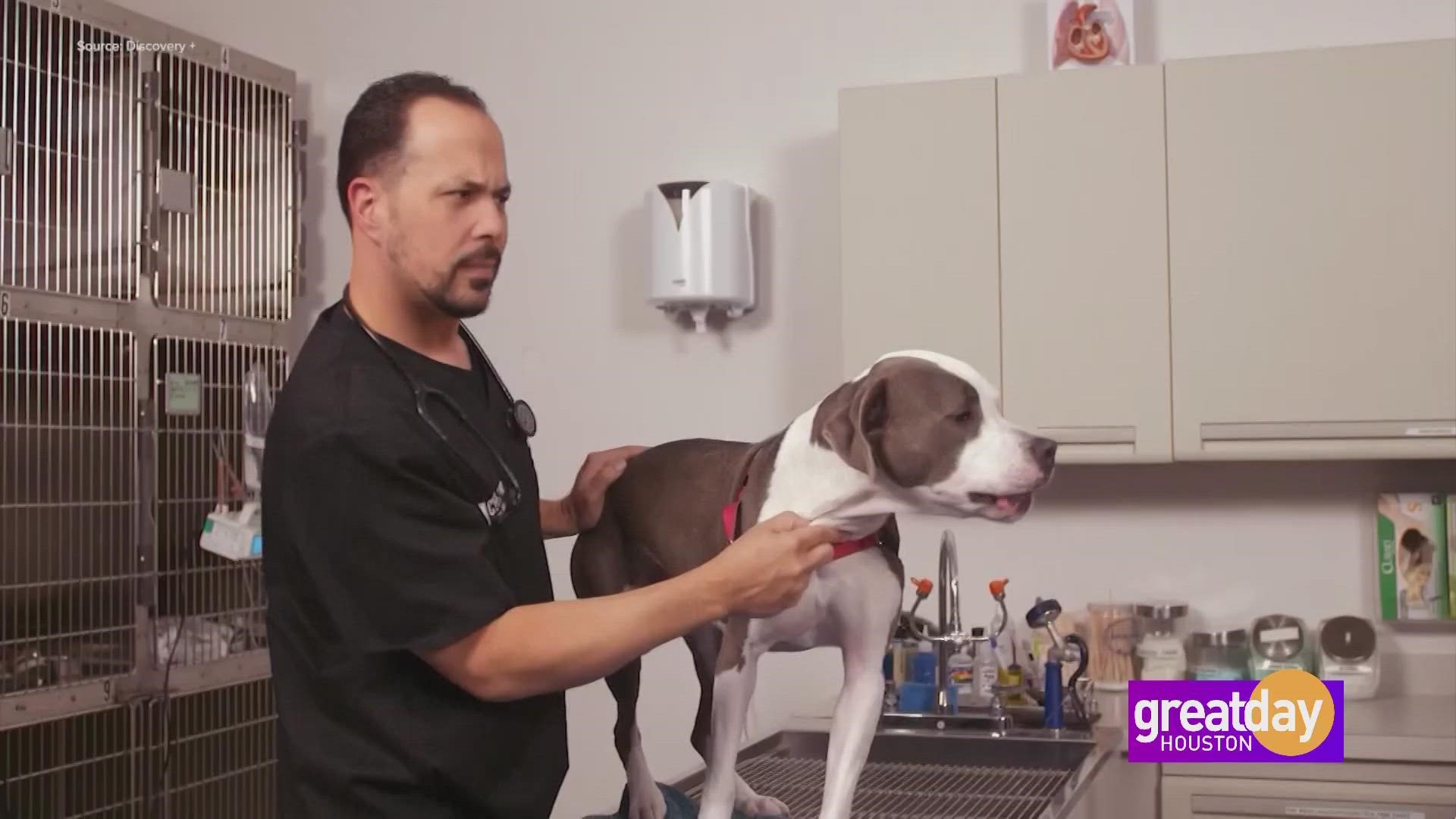 "The Vet Life" stars Dr. Diarra Blue & Dr. Michael Lavigne khou
