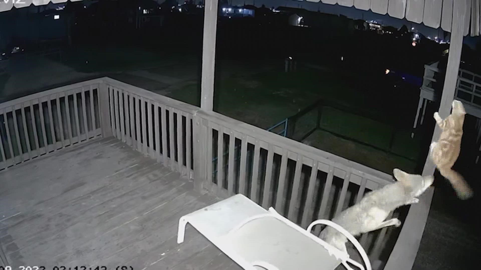 A cat’s ninja-like skills helped it escape a coyote attack. The encounter happened on a family’s deck in Surfside.
