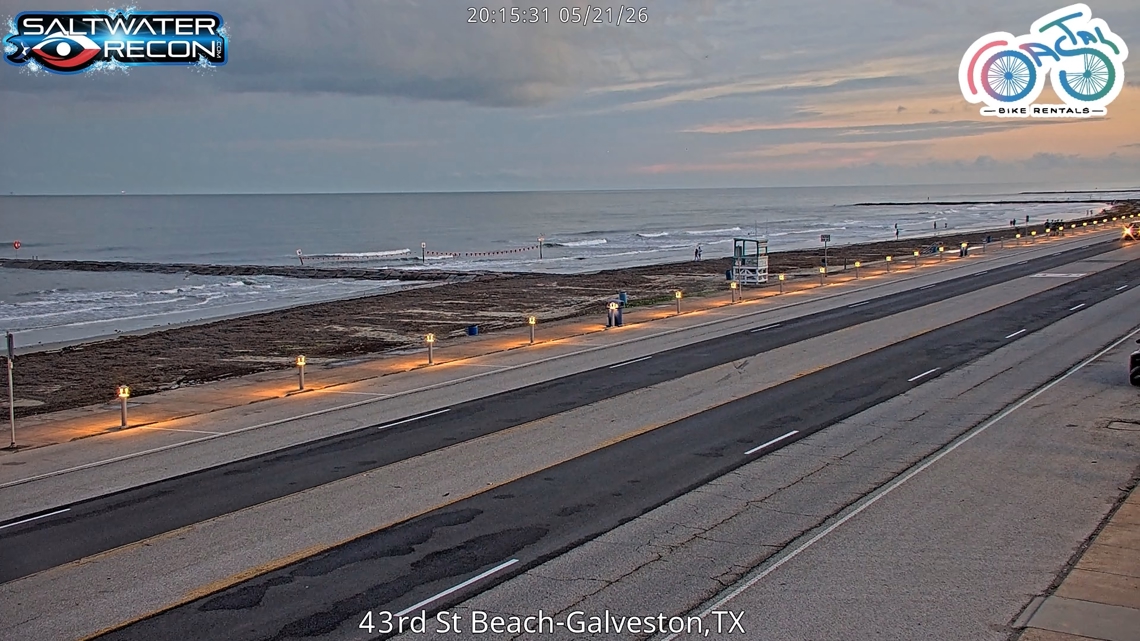 The annual seaweed landings have returned to the Gulf Coast.