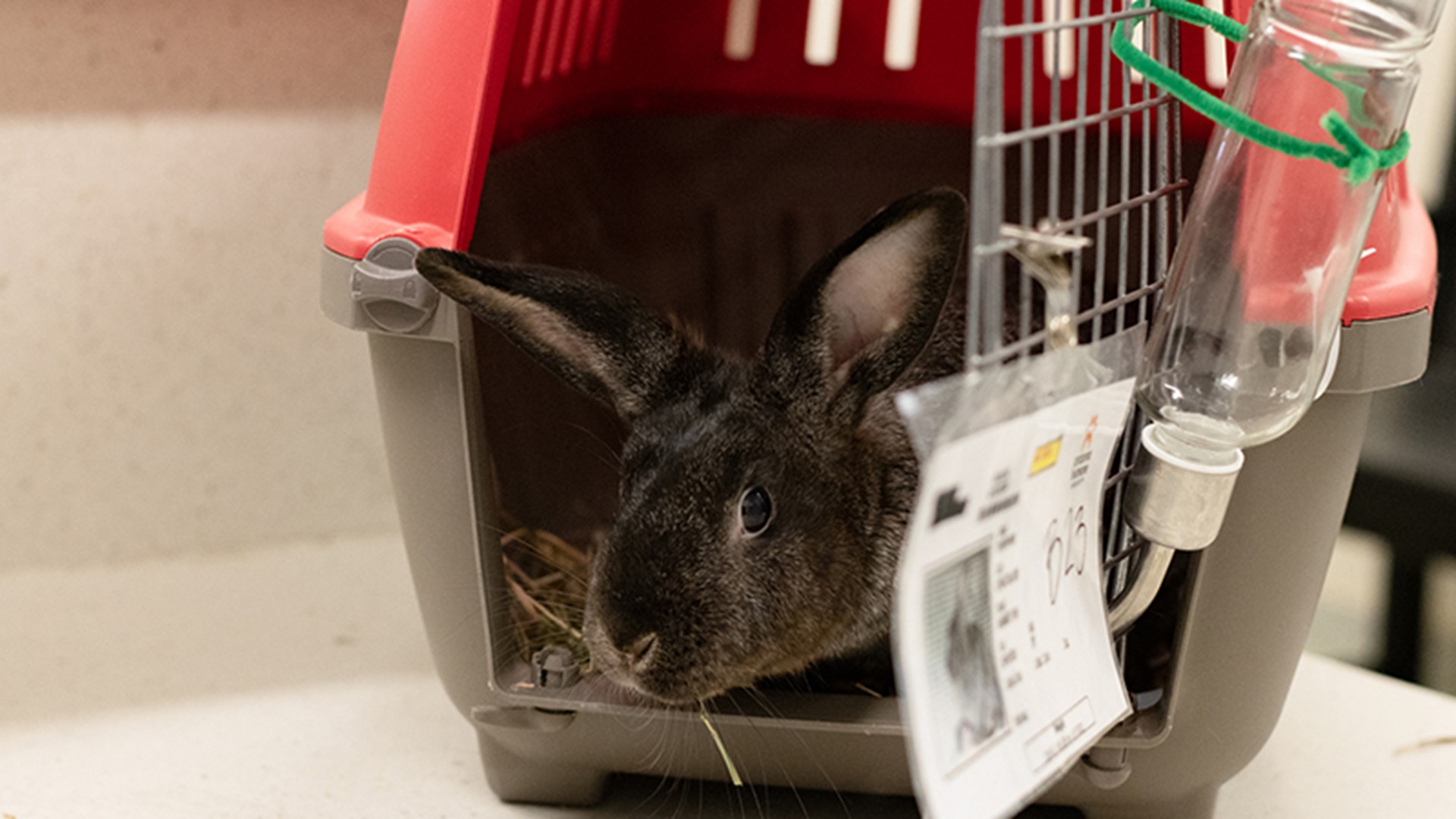 Rescued bunnies will soon be up for adoption at Houston SPCA