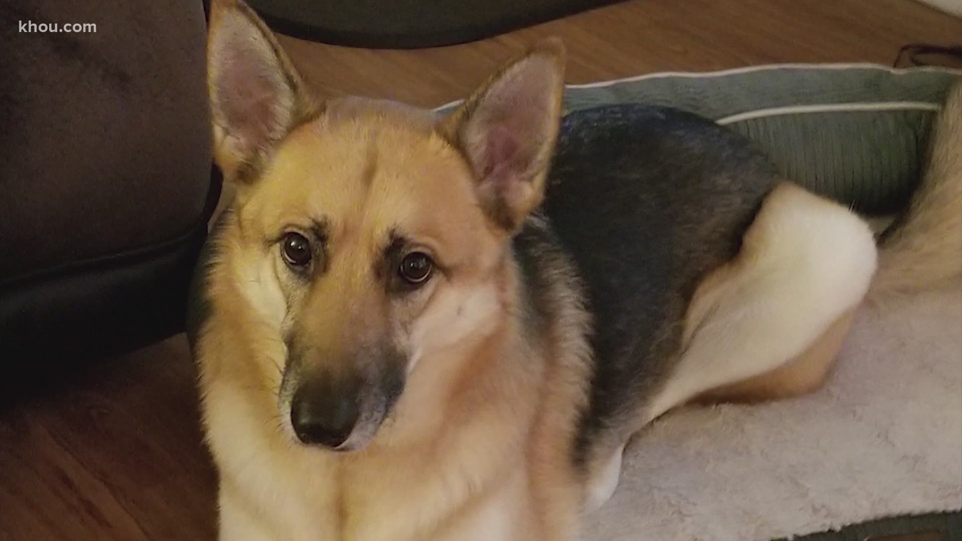 Bella ran away from an accident scene near downtown Houston with the family was returning from an evacuation.