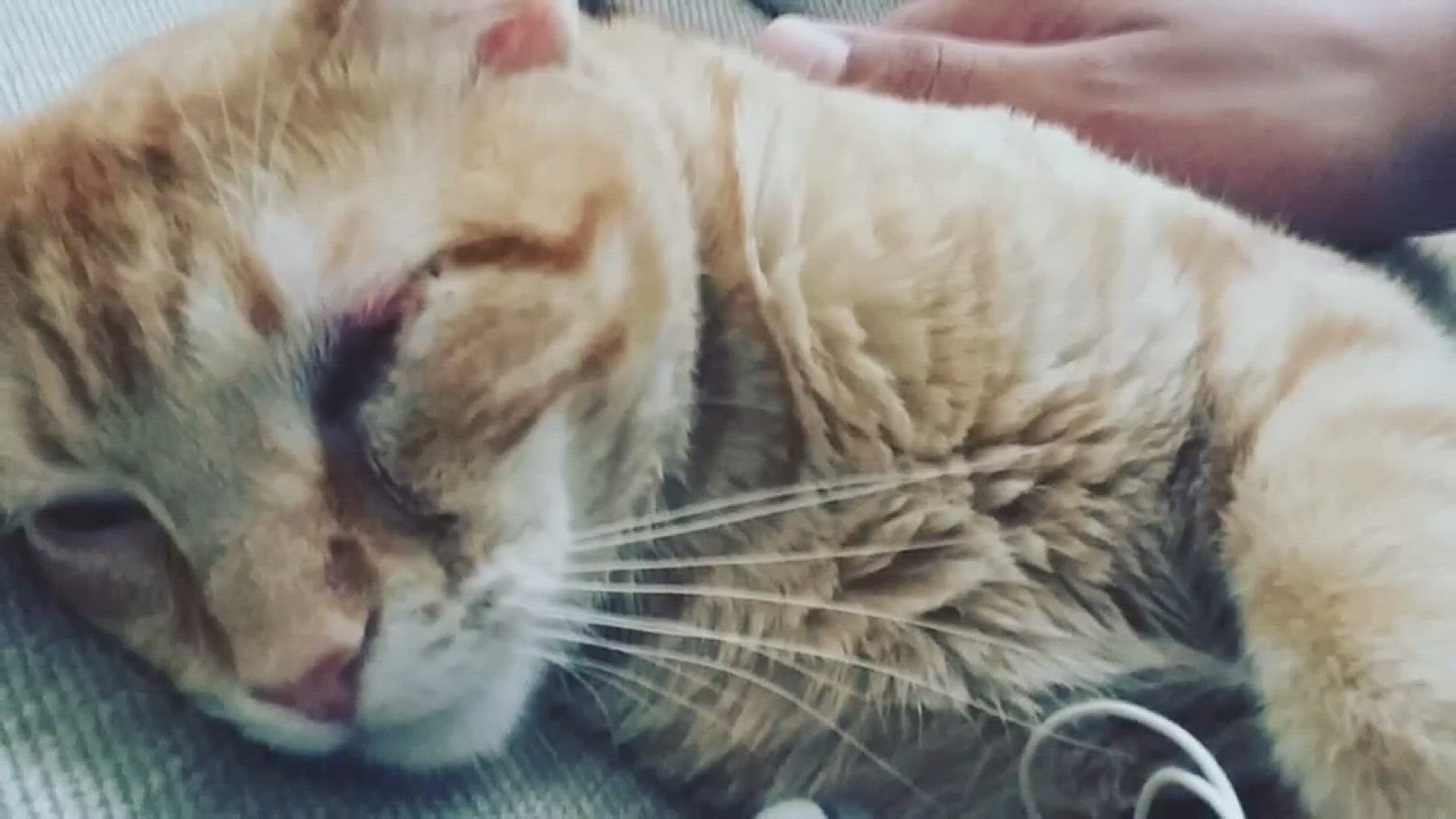 Rocco, the kitten who was shot in the eye with a pellet gun, is expected to live thanks to a pro bono surgery.