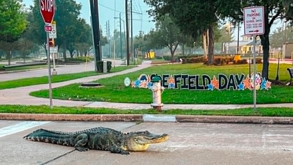 Gator spotted roaming right outside Sienna elementary school