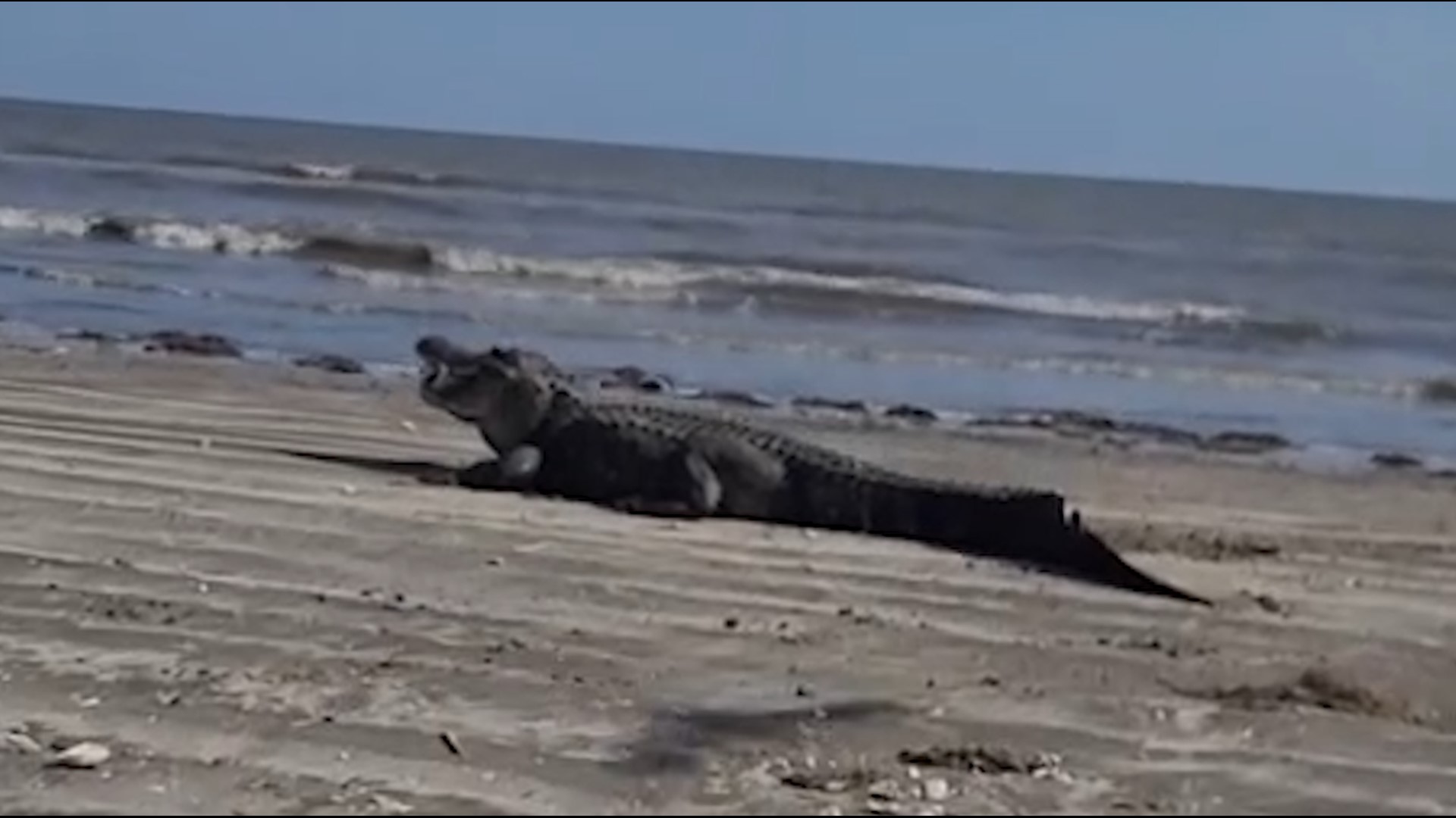 You don't expect to see alligators when you go to the beach in Southeast Texas, but one family was greeted by a monster when they went last week.