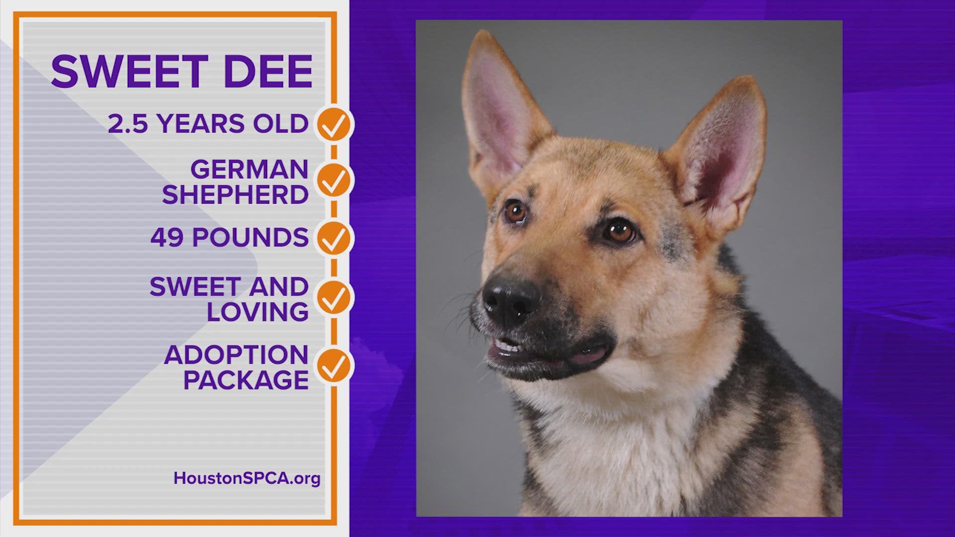 This 2-year-old German shepherd is known for her sweet demeanor and she's very loving. For more about Sweet Dee or other homeless animals, head to HoustonSPCA.org.