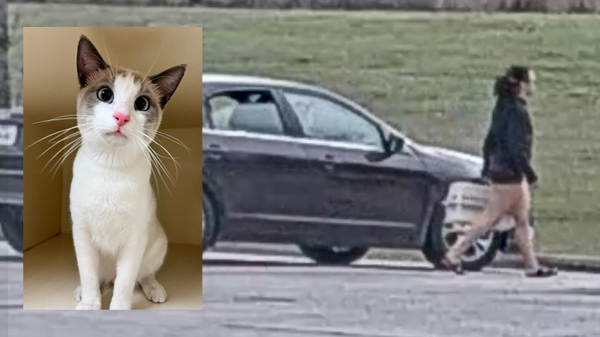 Animal control officials said they want to talk to the woman who was seen on video dumping a healthy, 2-year-old cat in a trash can at Seabourne Creek Nature Park.