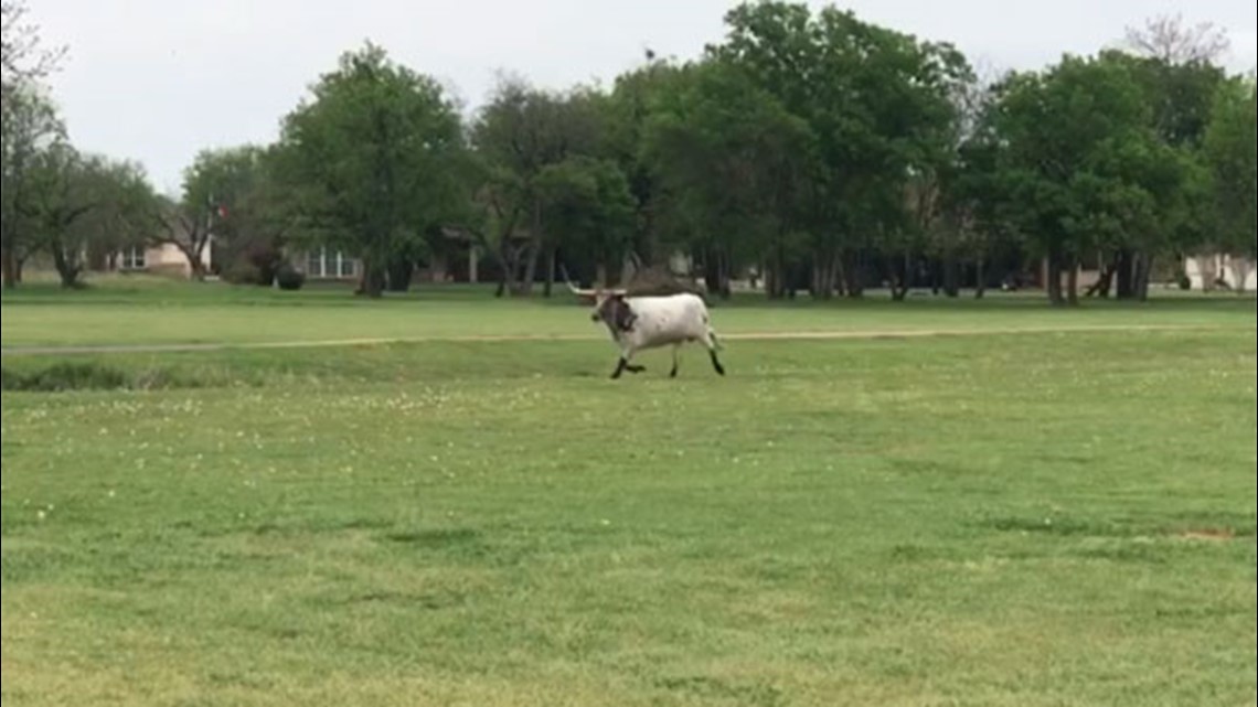 That's so Texas Longhorn roams North Texas golf course