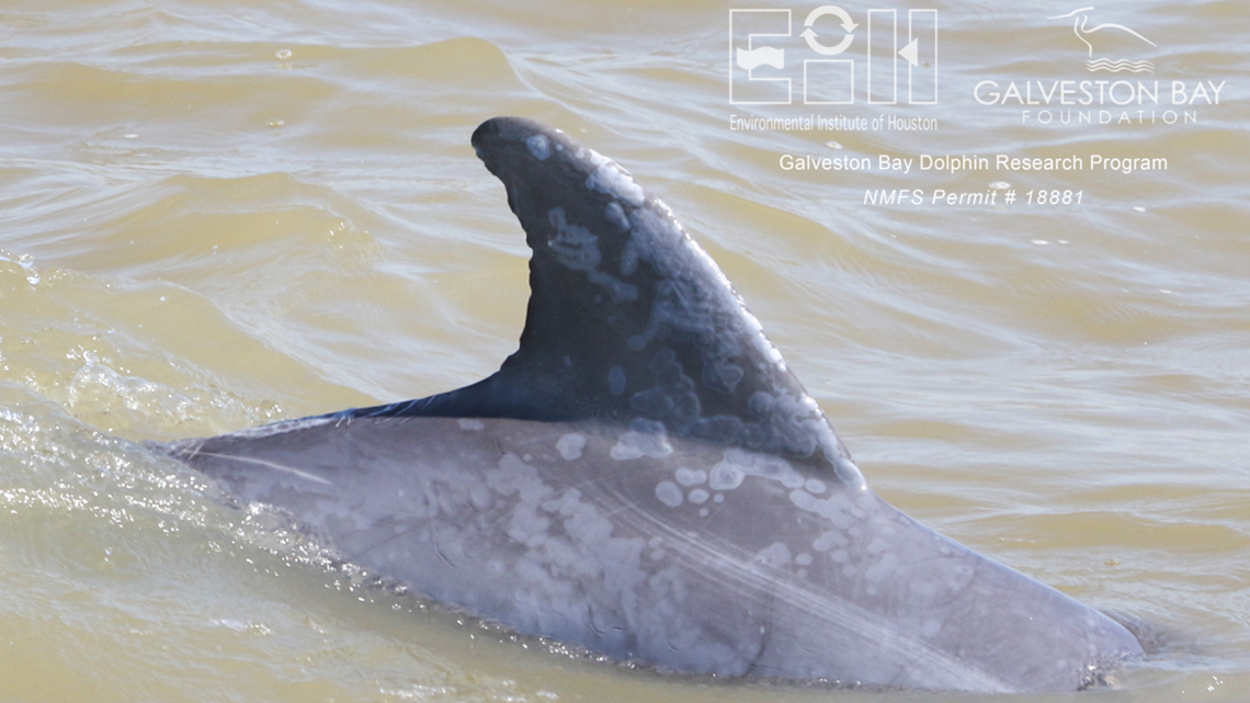 July 2022 Newsletter - Galveston Bay Dolphin Research Program