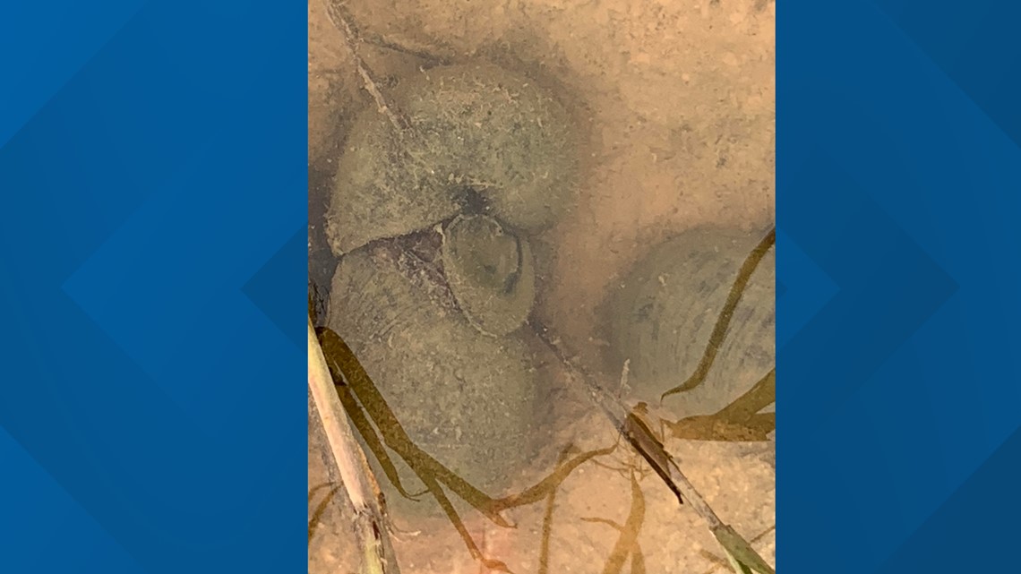 Invasive giant snails found in Katy community