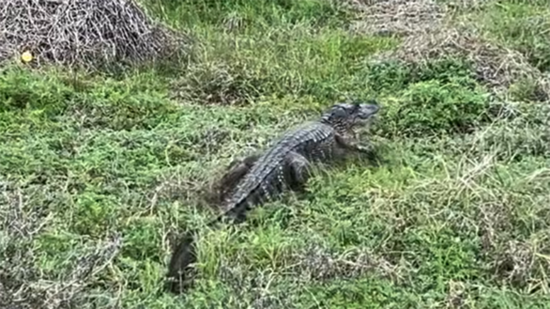 There's a reason you may see more gators out and about | khou.com