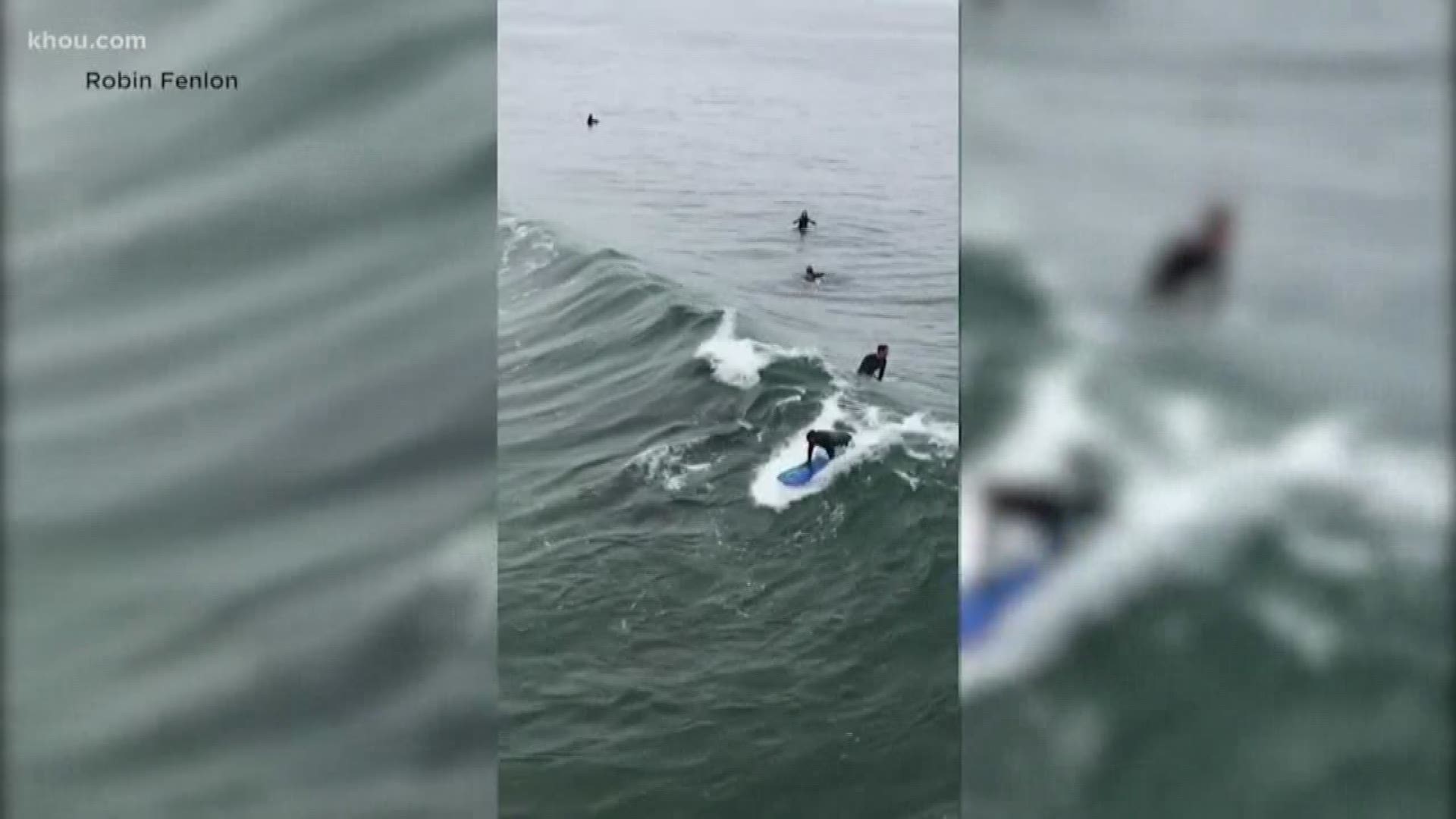 Swimming with dolphins is great but what happened off the coast of California is truly remarkable. Manhattan beach boarders and surfers got an unexpected play date with a pod of pacific bottle nose dolphins.