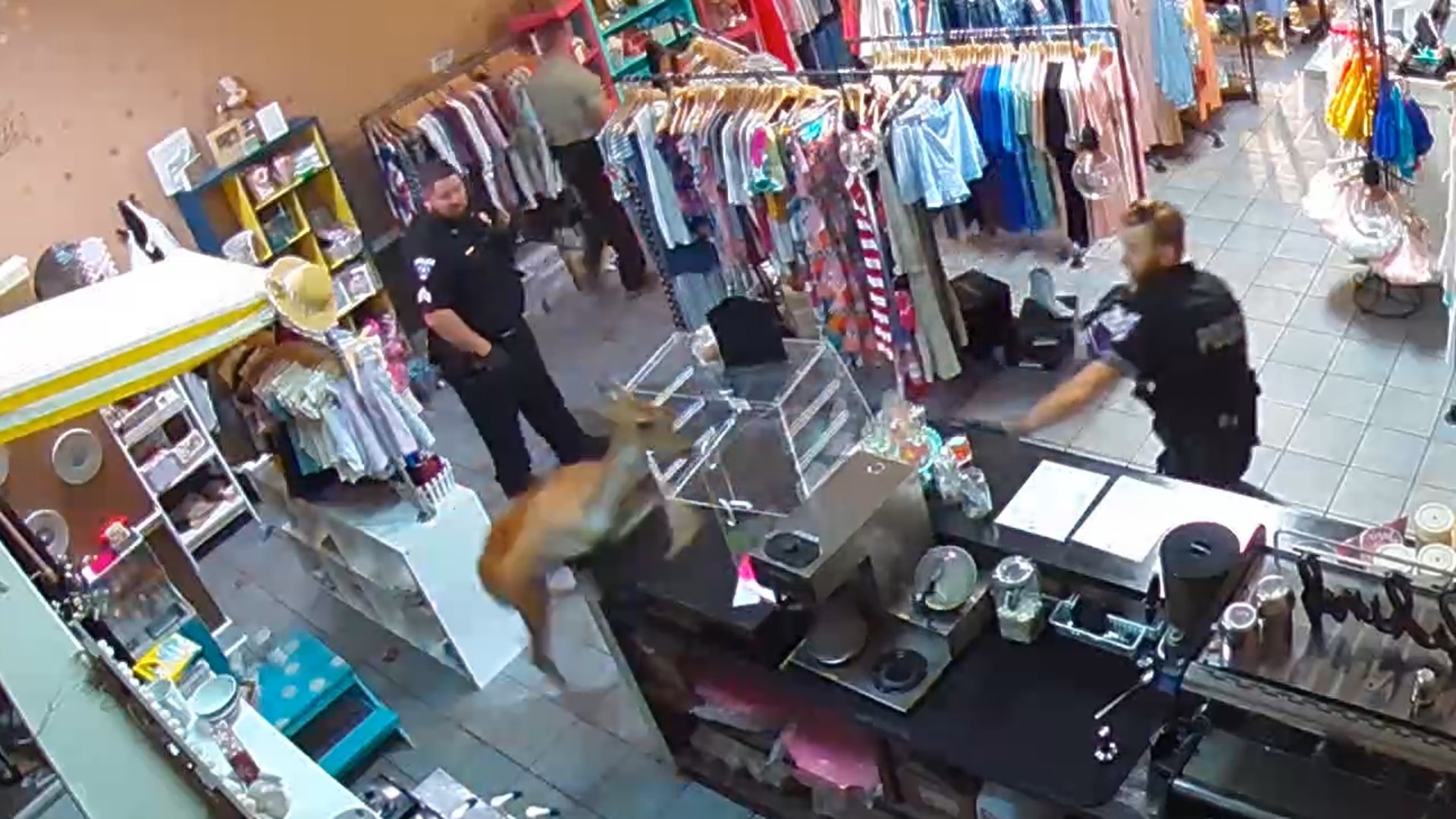 Oh deer Intruder breaks into Texas boutique and takes off after shopping