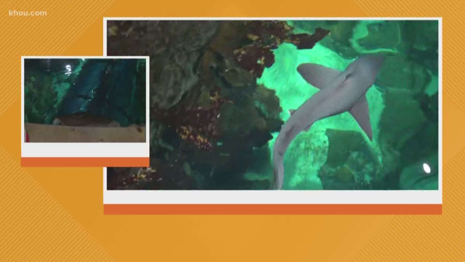 This morning we're celebrating shark week. The Discovery Channel dedicates shark-themed programming for those who love underwater creatures. But this morning we're taking you inside Moody Gardens in Galveston as they celebrate shark week. Our Ruben Galvan is there with a look behind-the-scenes.