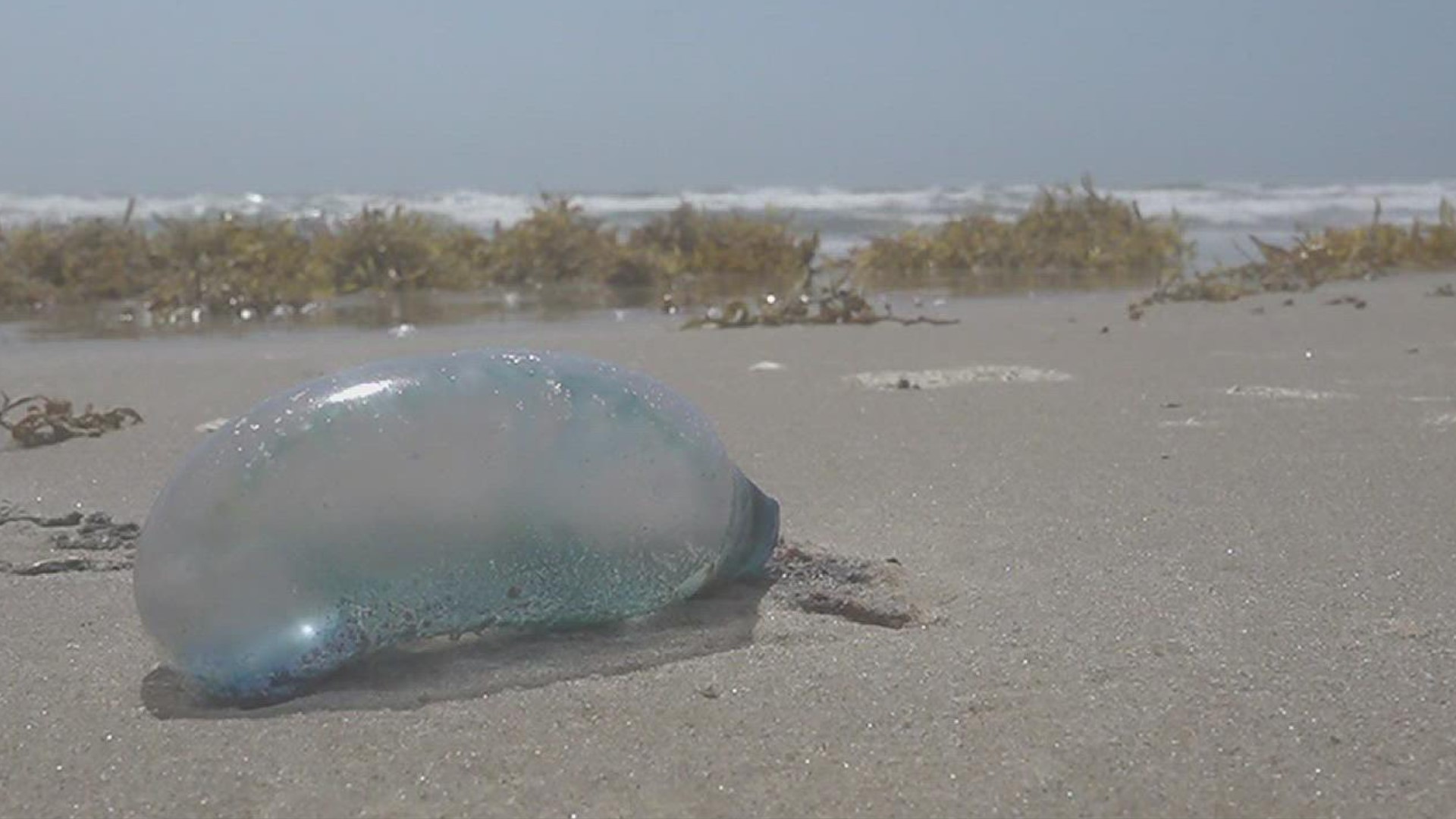 The blue creatures might be easy to spot on shore, but not so much in the water.