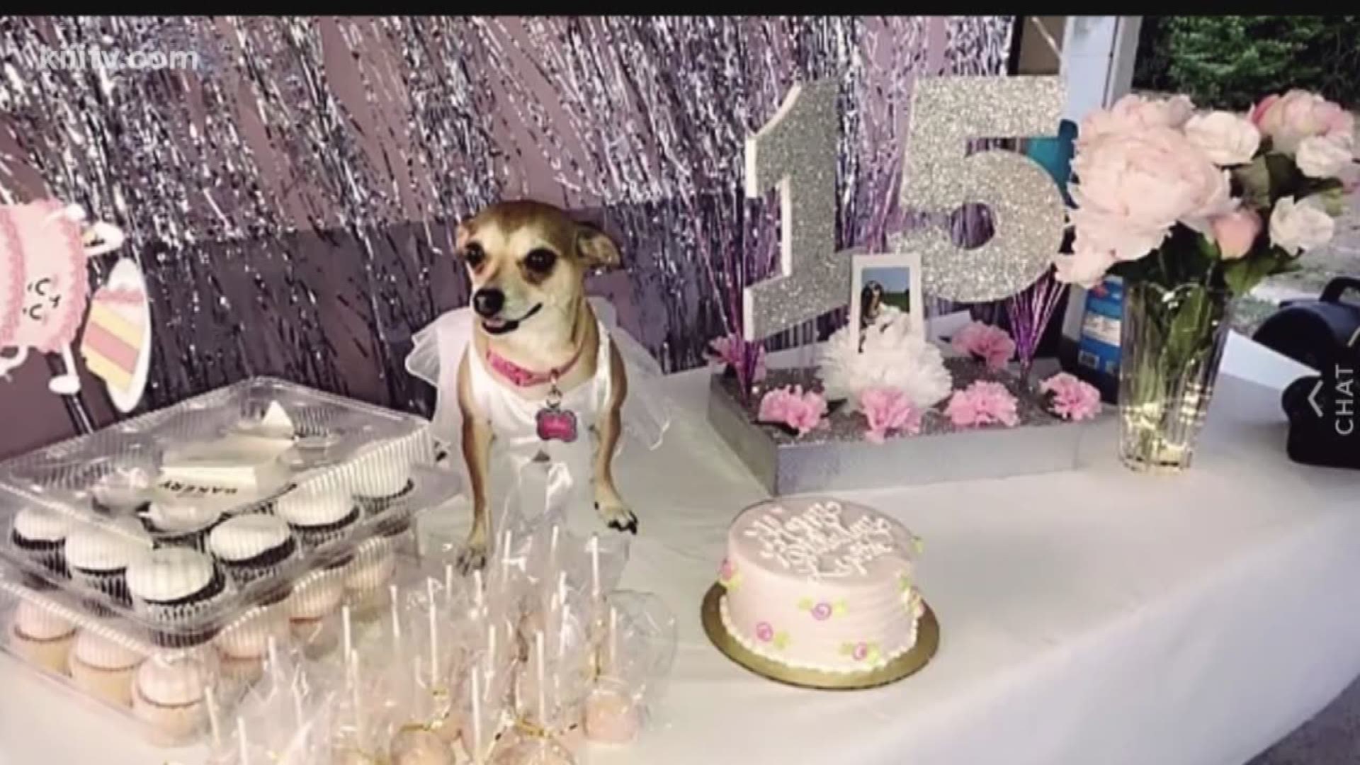 Lupita Conchita received a birthday party by her owner Miranda Sanchez while her cousin Megan shared the photos on Twitter of the pink party.