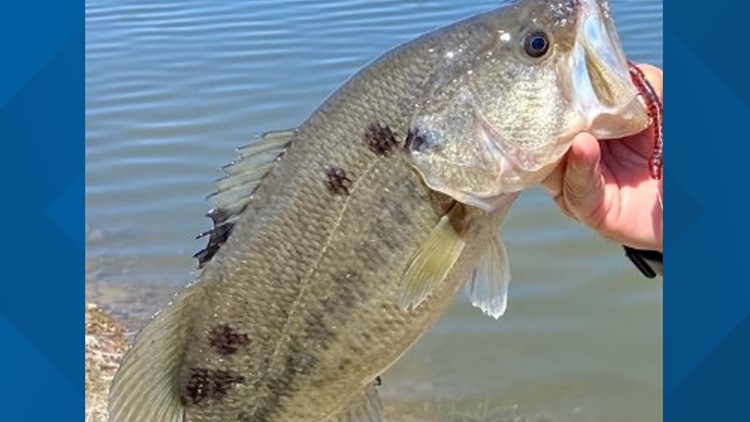Texas Parks and Wildlife asks anglers to report 'ink-like spots' on bass