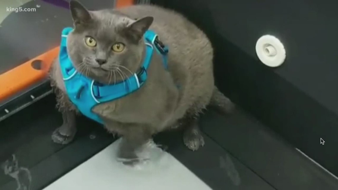 Hilarious video: Fat cat on treadmill goes viral | khou.com