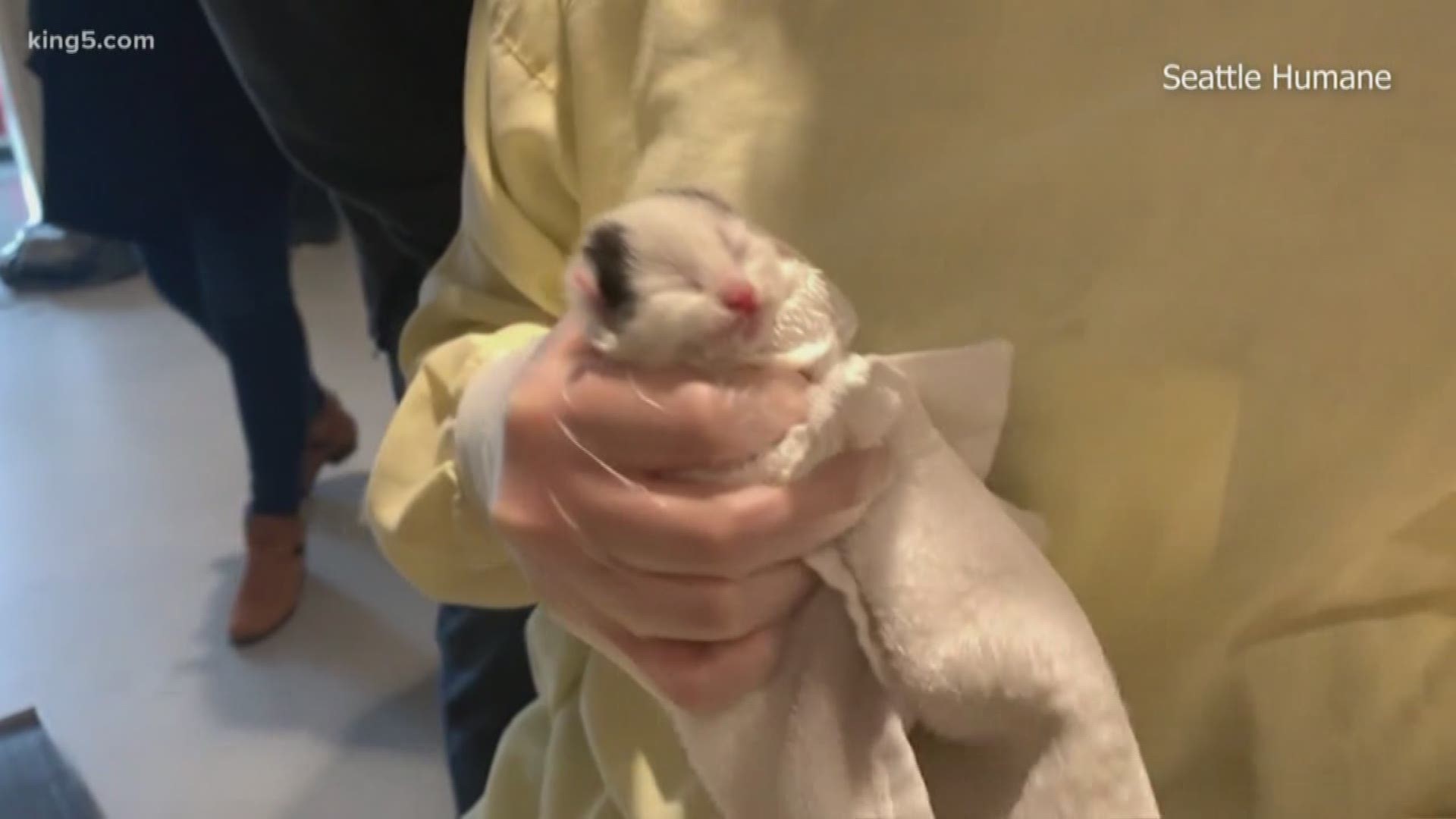 Someone abandoned five newborn kittens in a bag along I-90 in King County on Tuesday. They were taken to Seattle Humane and are being tended to by foster families. KING 5's Tony Black reports.