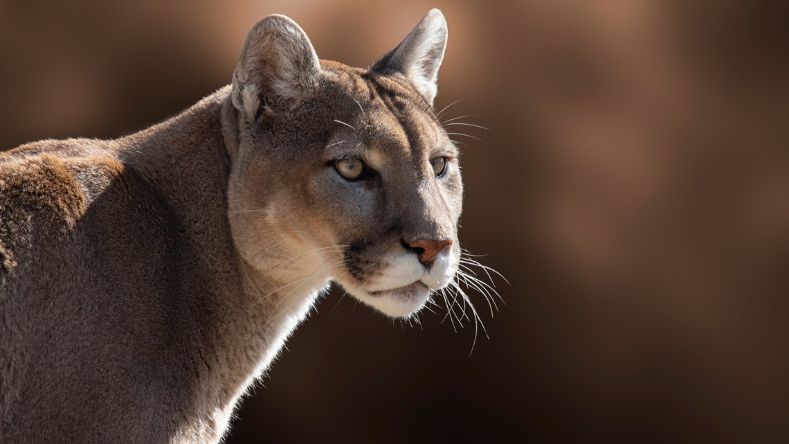 Cougar attacks child in Olympia National Park in Washington - Vimarsana News