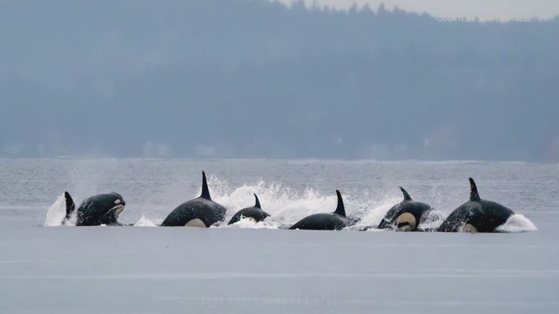 A Seattle woman is sharing her experience after spending the night on a Vashon Island beach capturing a special moment with her favorite animal.