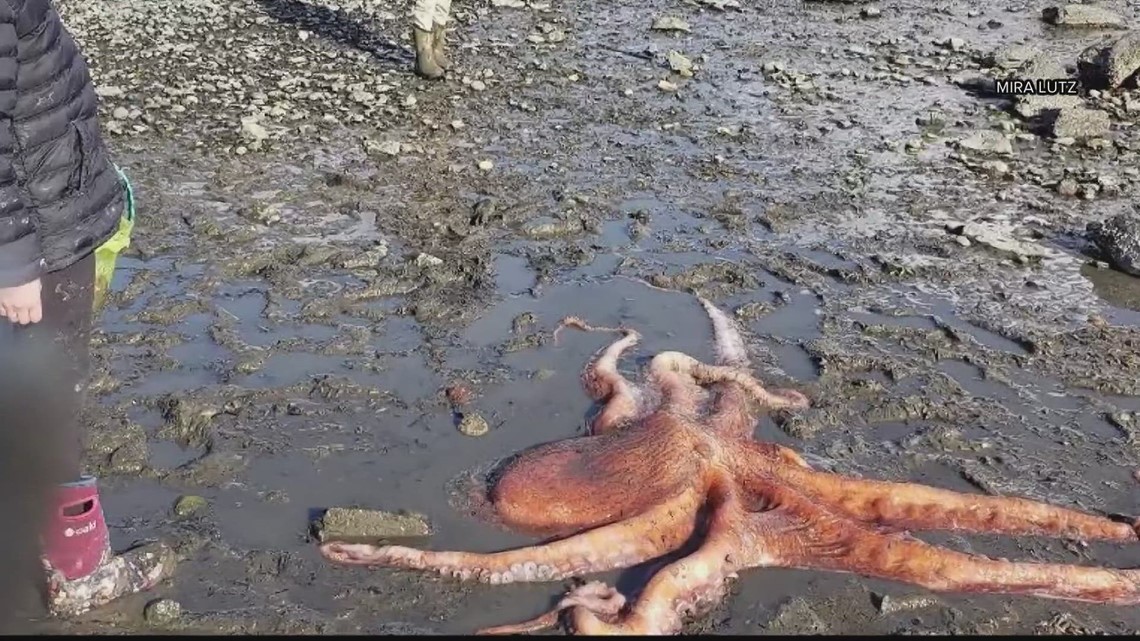 Gurita Pasifik raksasa diselamatkan di Bay View State Park