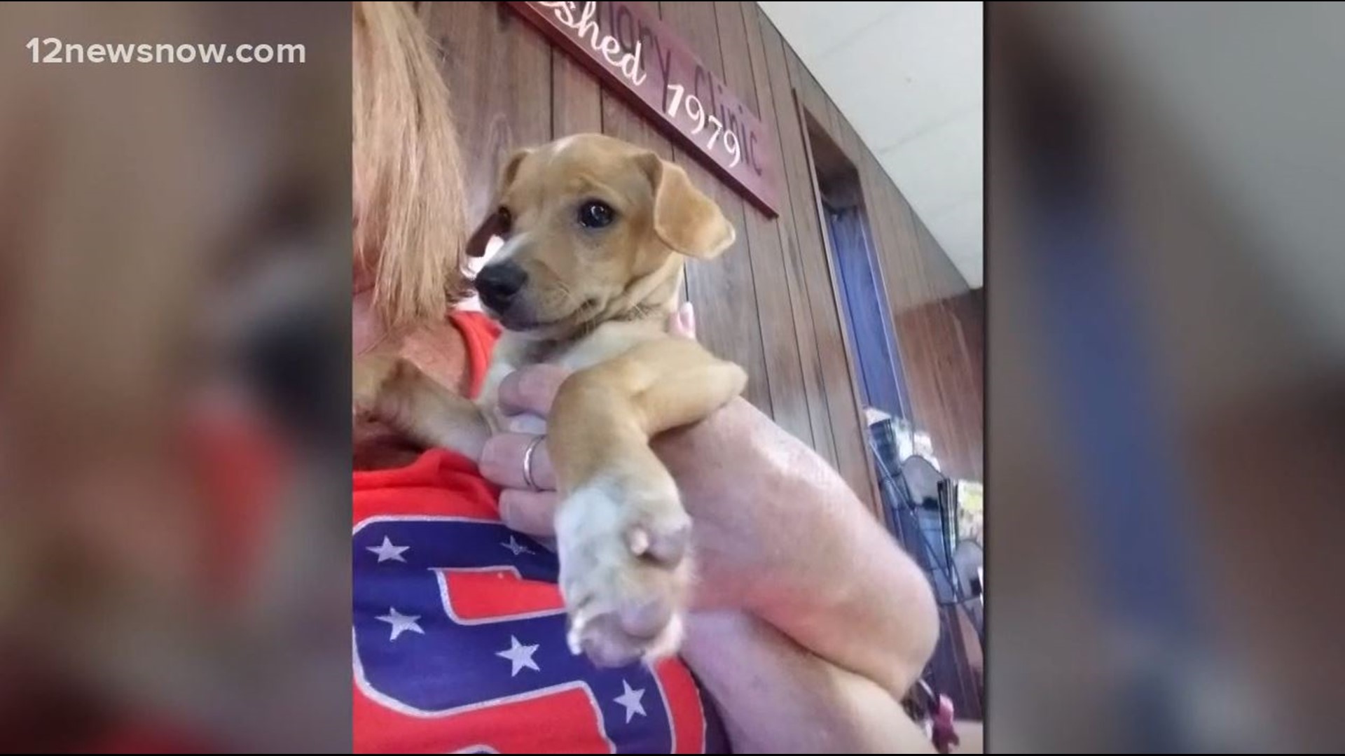 Groves Woman Warns Pet Owners Of Dangerous Ingredient In Sugar free Groves woman warns pet owners of dangerous ingredient in sugar free
