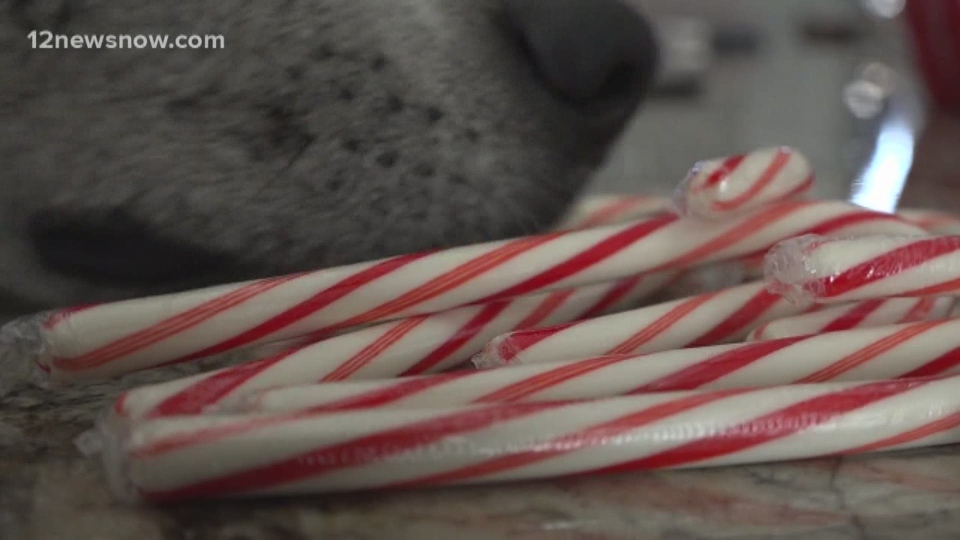 ?Somehow I feel like I failed her by leaving candy canes on the table,? Harleigh?s owner, Darla Martinez, of Groves, Texas, told 12 News.
