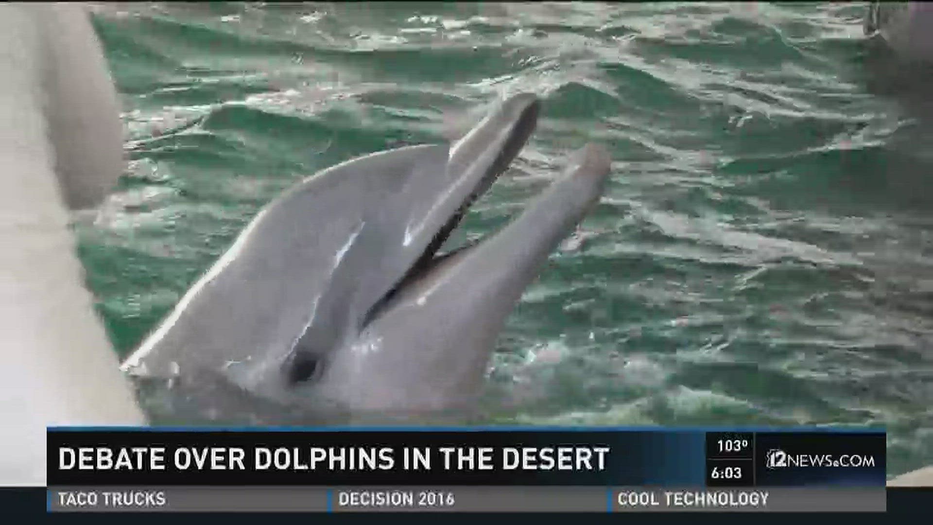 Dolphin controversy continues as opposition continues for Dolphinaris.