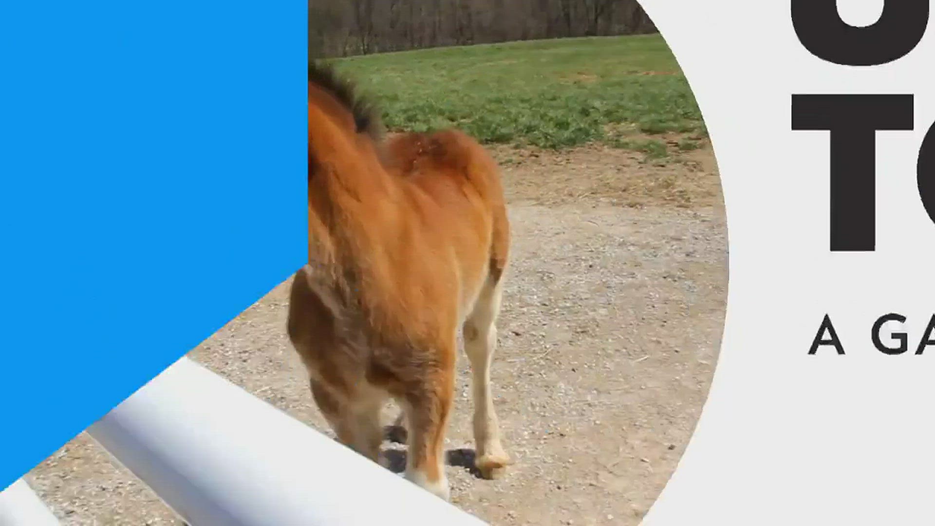 Clydesdales, known for Budweiser commercials, are at risk of extinction ...