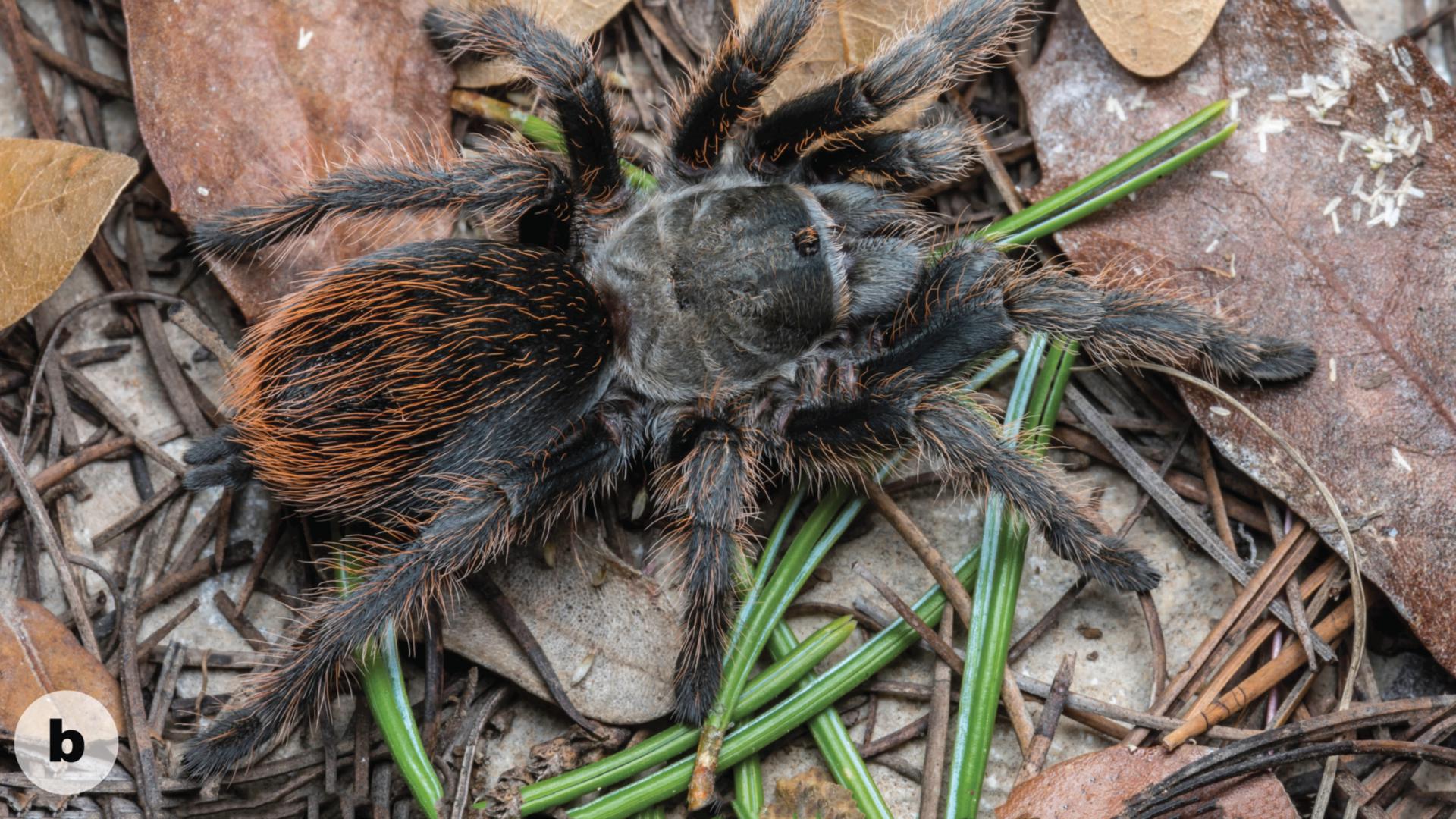 The new tarantula species was discovered in southeast Arizona and scientists are already worried about its future. Watch the video to find out why.