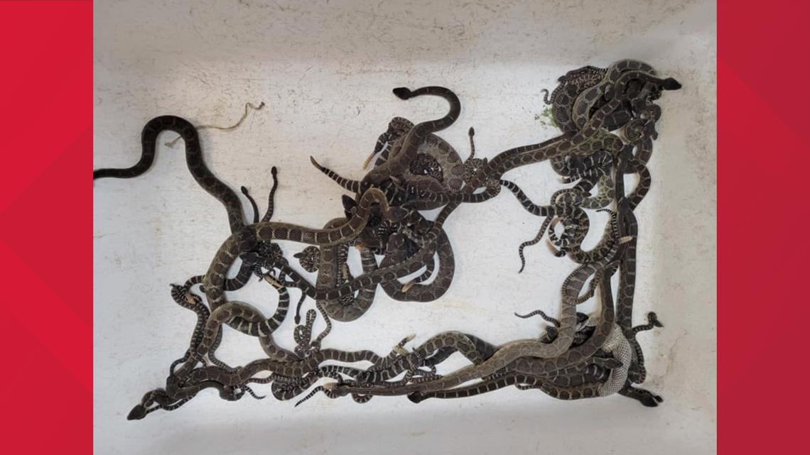 Lebih dari 90 ular ditemukan di bawah rumah California