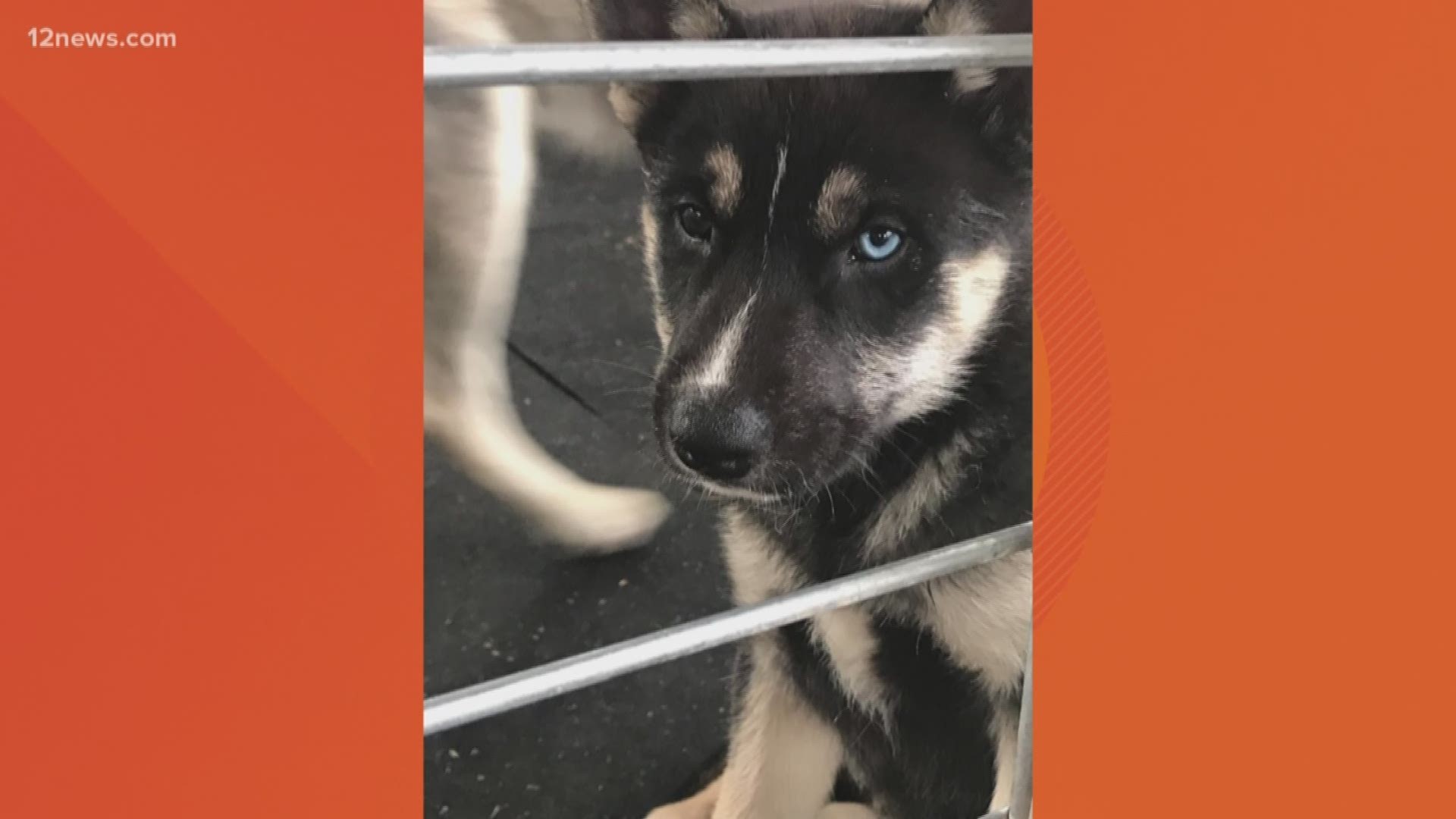 A dog sanctuary in Clarkdale, Arizona, needs help taking care of dozens of wolfdog puppies they just got from a rescue operation in California. Pets Return Home takes volunteers by appointment only.