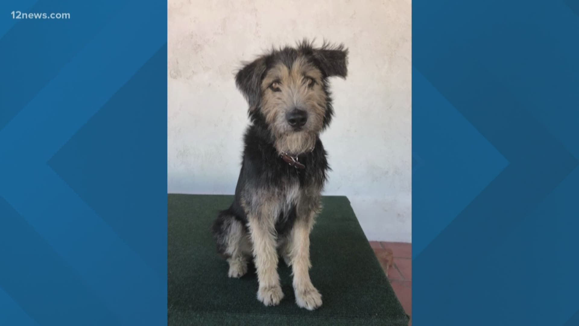 Monte is a 2-year-old terrier mix and he's on his way to becoming a movie star. Filmmakers found him at Halo Animal Rescue in Phoenix and adopted him last year. He will be starring in Disney's remake of "Lady and the Tramp".