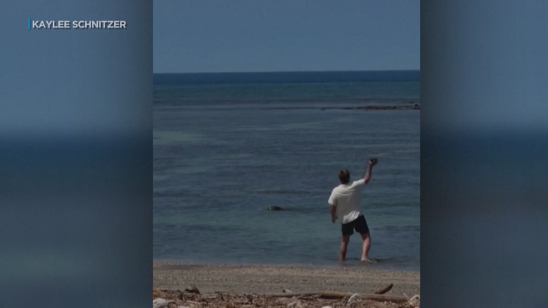 Hurled Rocks Man arrested after video shows a rock hurled at an endangered Hawaiian ...