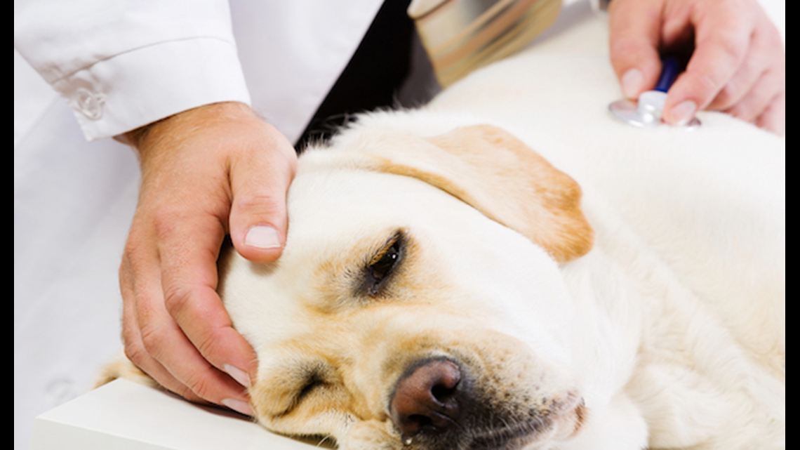 Pet bereavement leave now offered by some companies