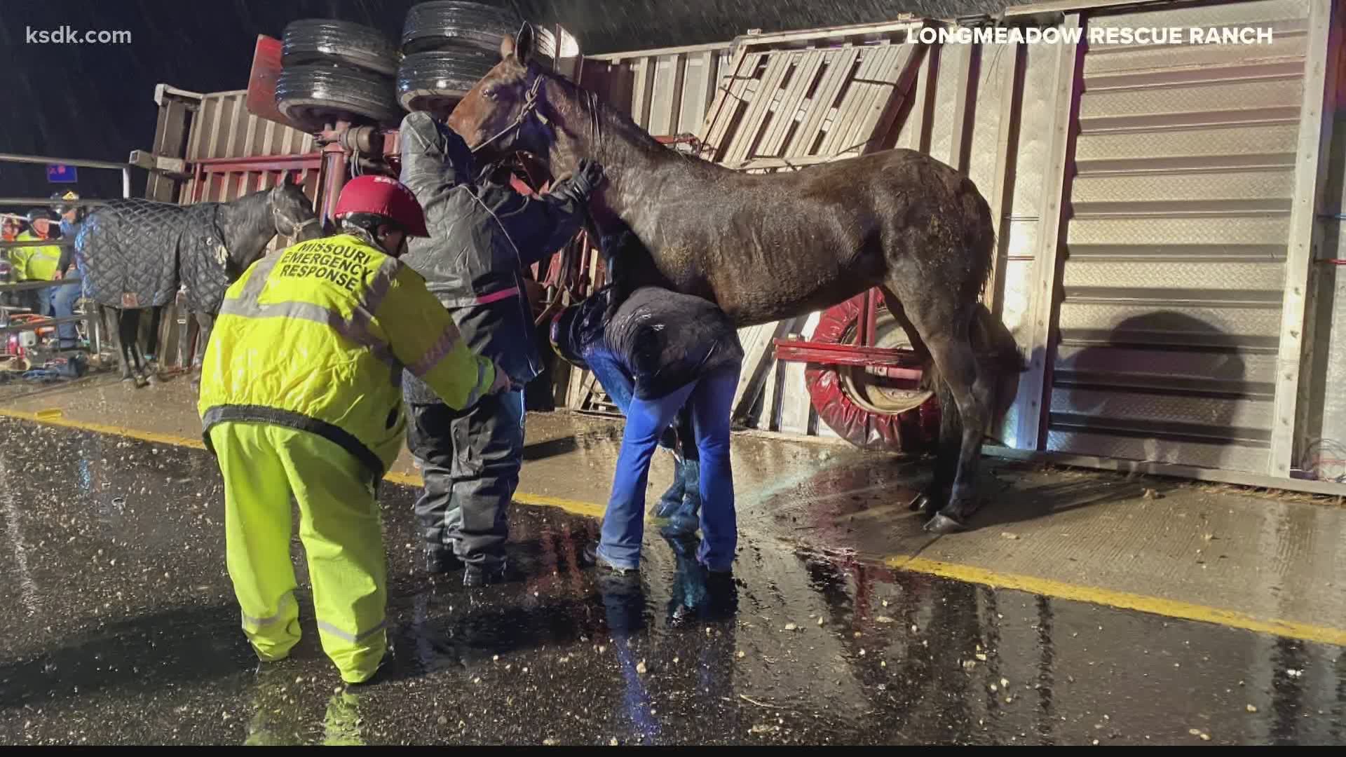 Members of the Missouri Emergency Response Service and the Longmeadow Rescue ranch worked all night in the rain and cold to rescue the animals