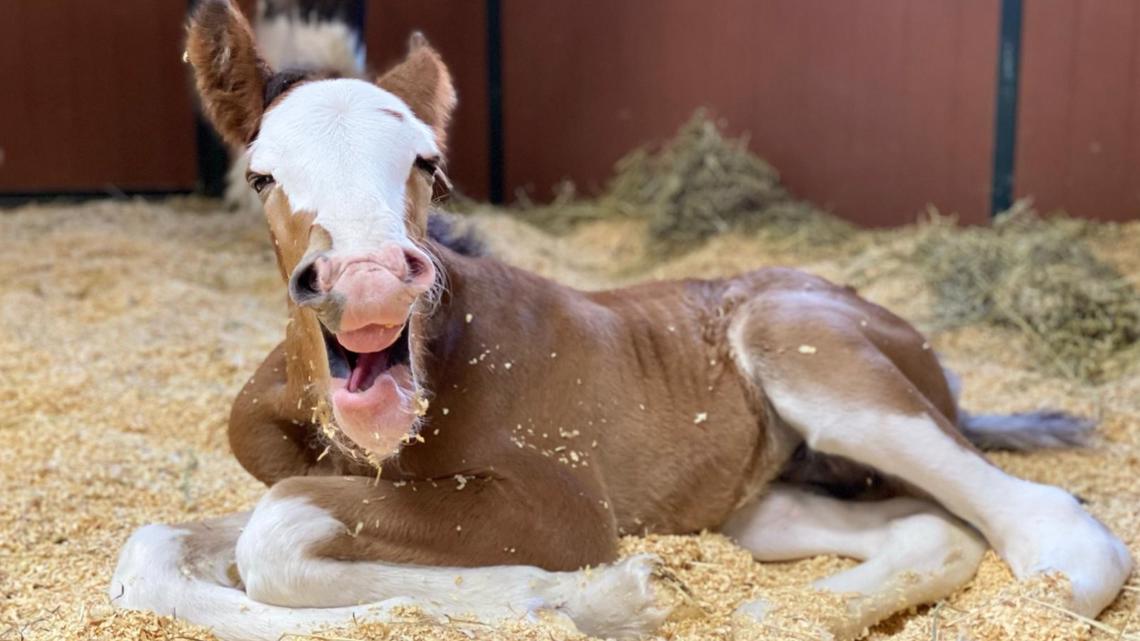 Bayi Budweiser Clydesdale lahir di peternakan Missouri