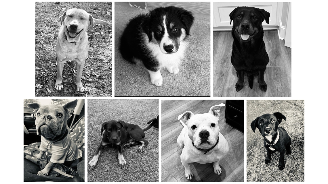 7 Texas shelter dogs killed in Illinois car fire