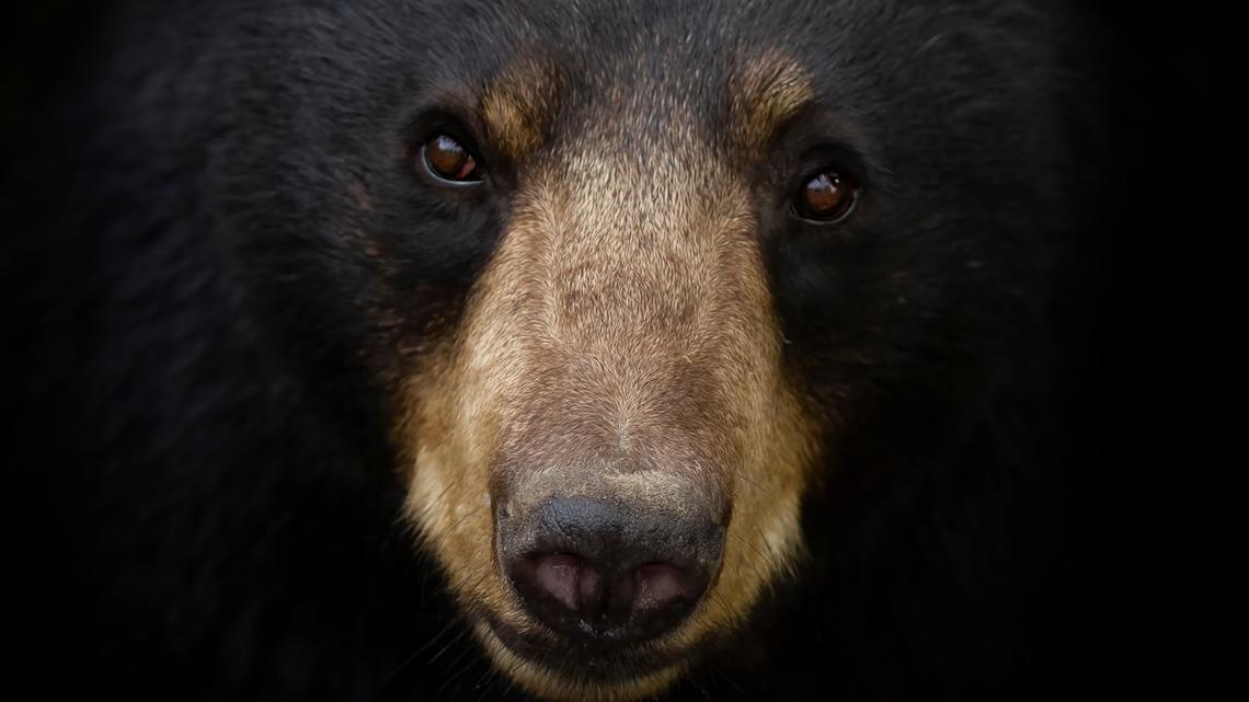 Beruang menyerang anak-anak yang bermain di jalan masuk Pennsylvania