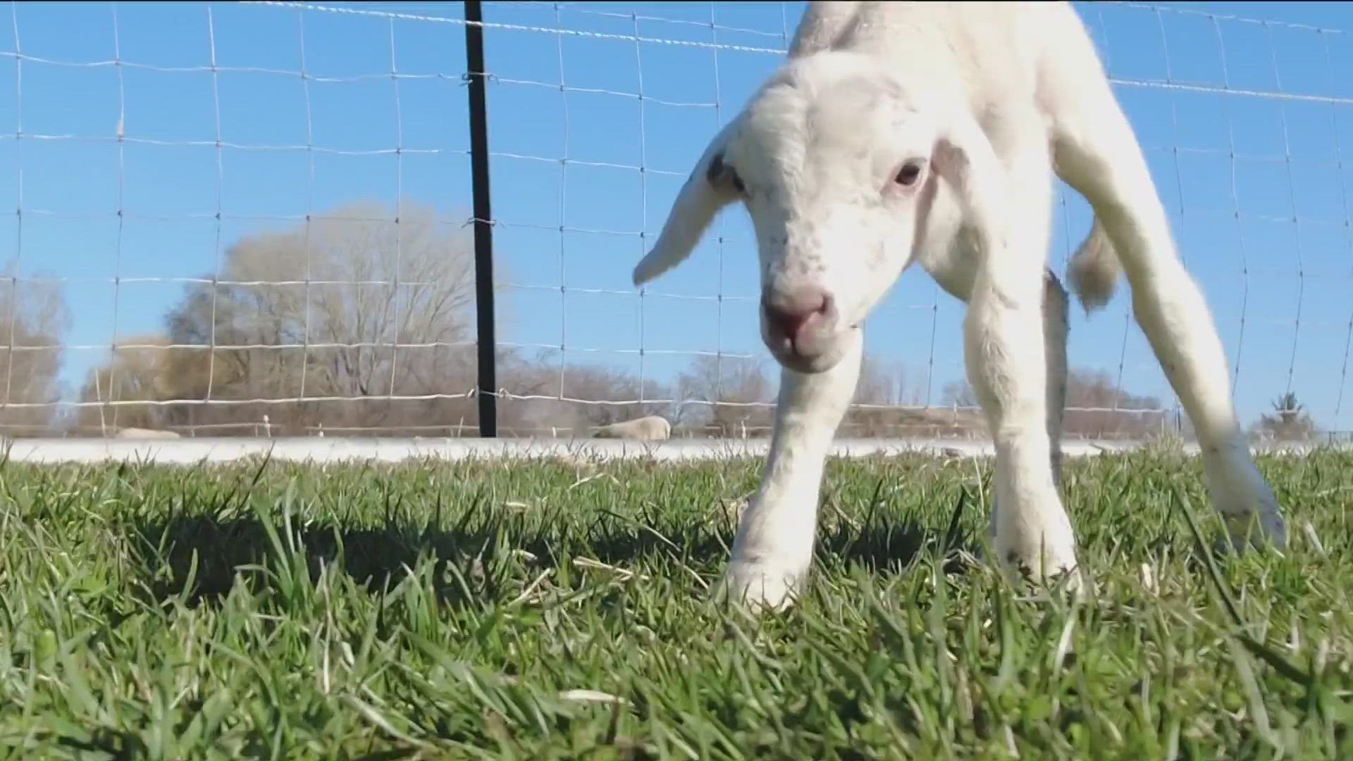 Farmer James Taylor said it 'feels like a miracle because it happened on Easter.'