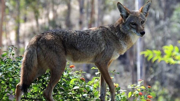 Animal Control reports 15 coyote sightings in Lincoln this year