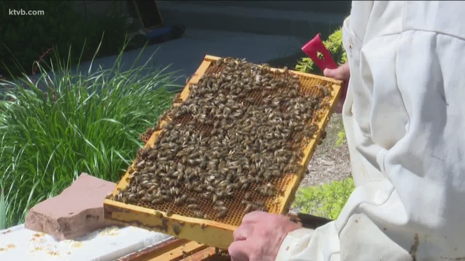 KTVB spokes with a local beekeeper to get his take on the issue.