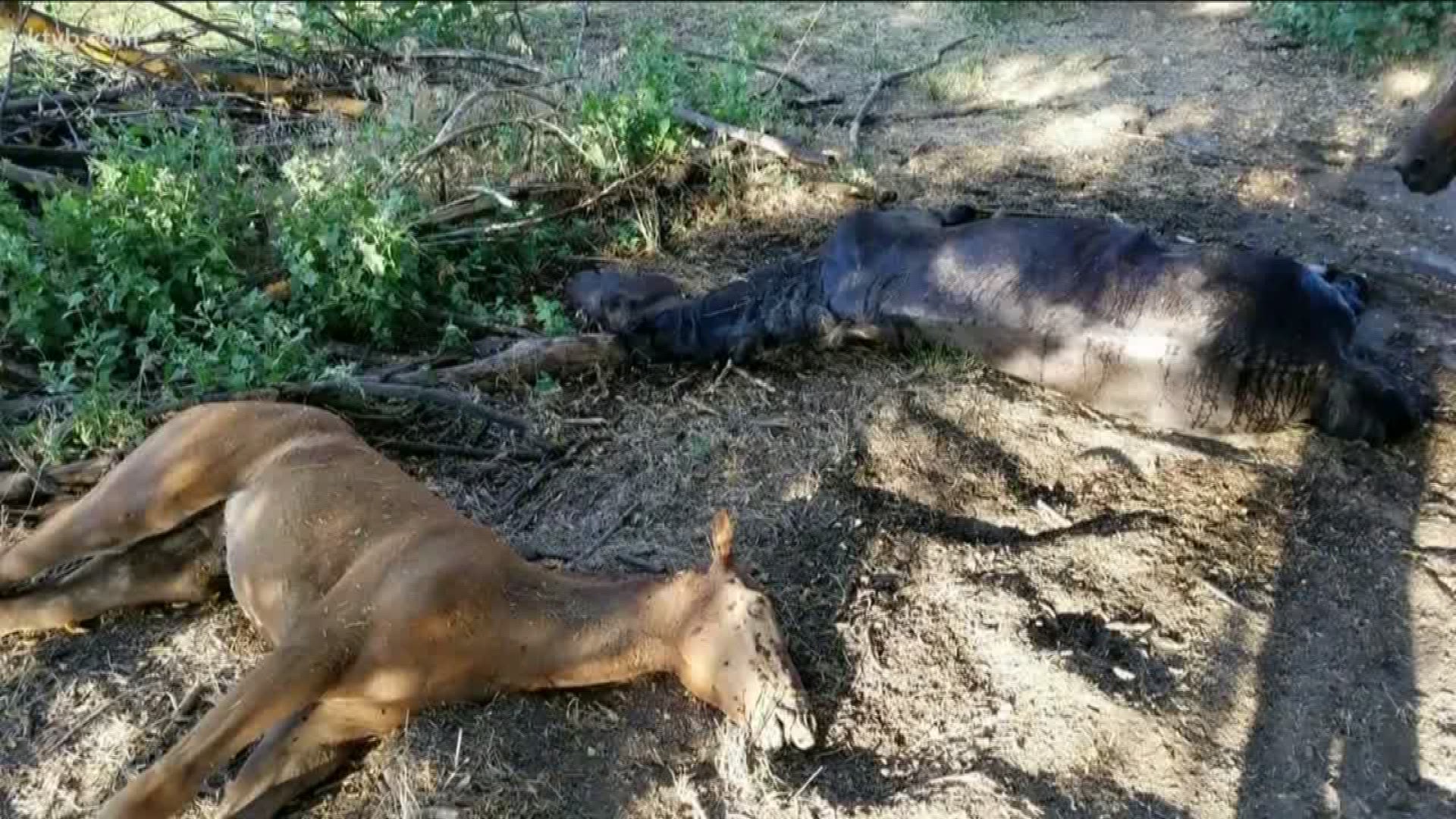 Authorities say the horses died from a lack of water.