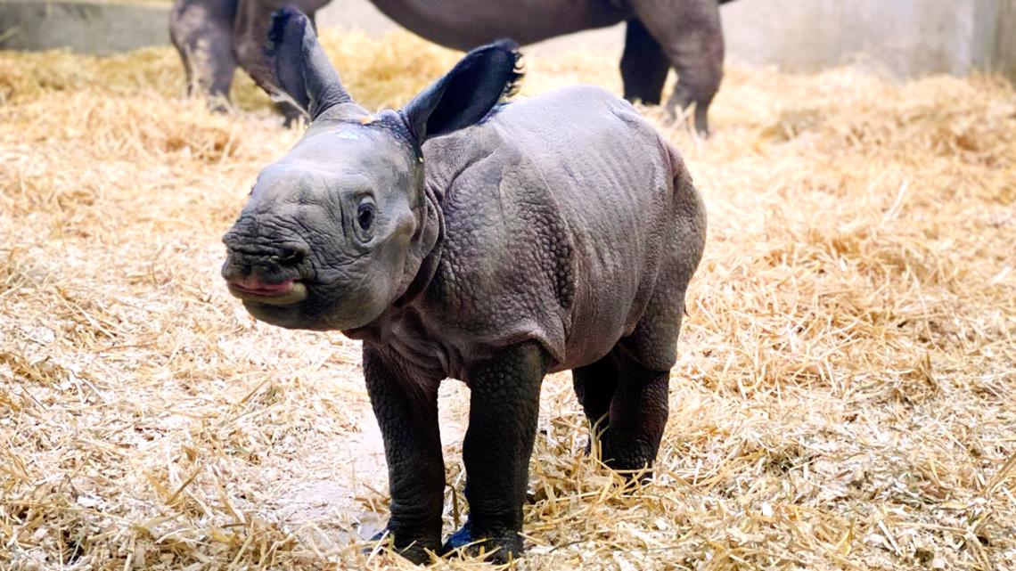 Denver Zoo Reveals Newborn Rhino Calf | Khou.com